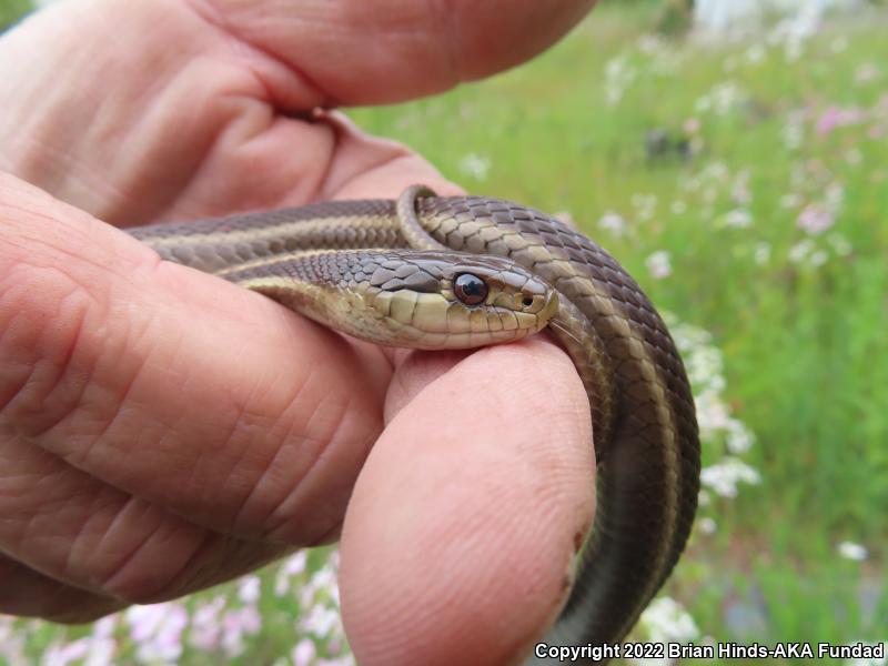 Coast Gartersnake (Thamnophis elegans terrestris)