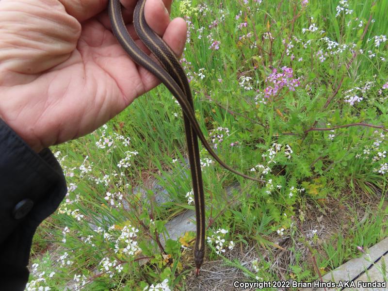 Coast Gartersnake (Thamnophis elegans terrestris)