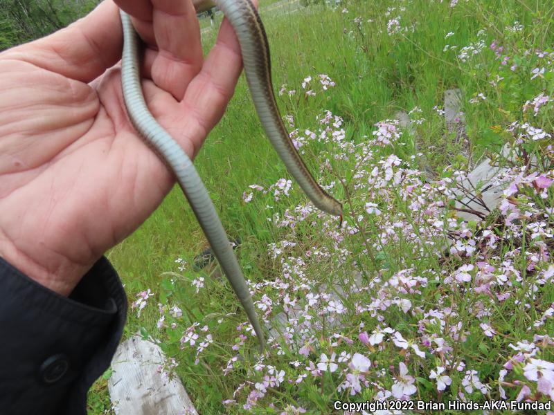 Coast Gartersnake (Thamnophis elegans terrestris)