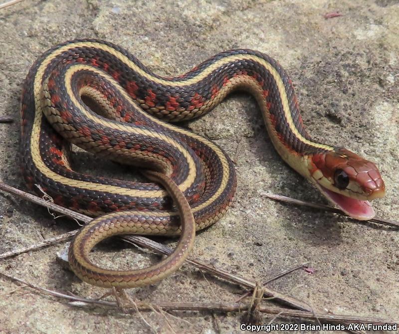 California Red-sided Gartersnake (Thamnophis sirtalis infernalis)