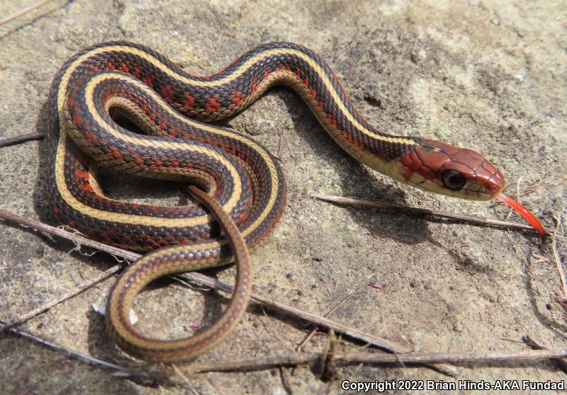 California Red-sided Gartersnake (Thamnophis sirtalis infernalis)