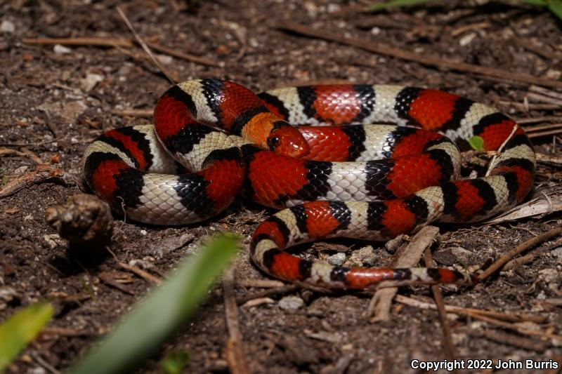 Florida Scarletsnake (Cemophora coccinea coccinea)