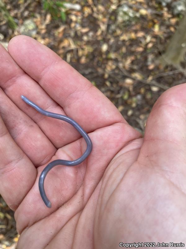 Brahminy Blindsnake (Ramphotyphlops braminus)