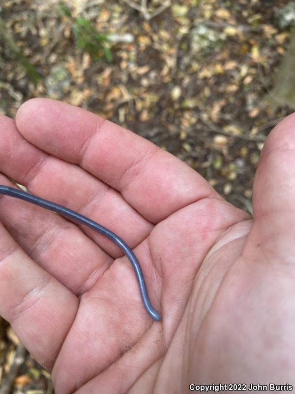 Brahminy Blindsnake (Ramphotyphlops braminus)