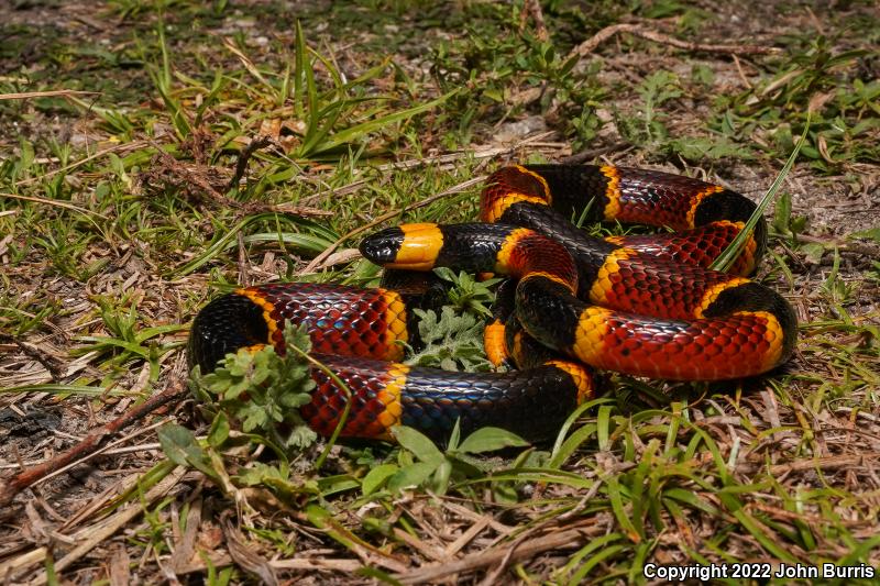 Eastern Coral Snake (Micrurus fulvius)