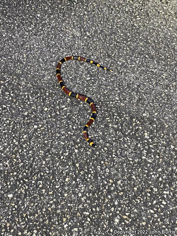 Eastern Coral Snake (Micrurus fulvius)