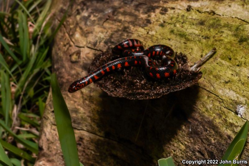 Eastern Mudsnake (Farancia abacura abacura)