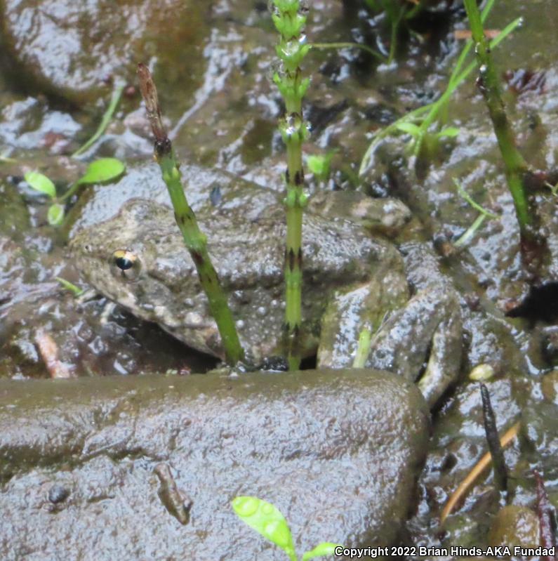 Foothill Yellow-legged Frog (Rana boylii)