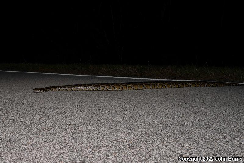 Burmese Python (Python molurus bivittatus)