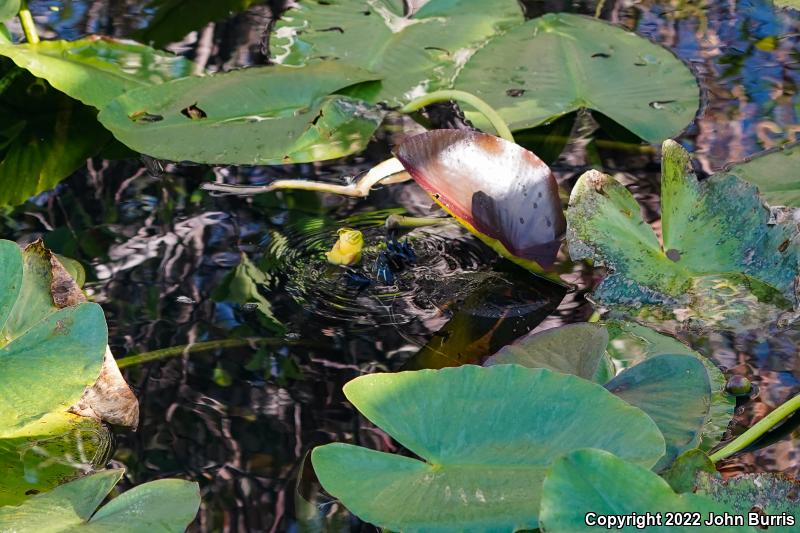 Florida Red-bellied Cooter (Pseudemys nelsoni)