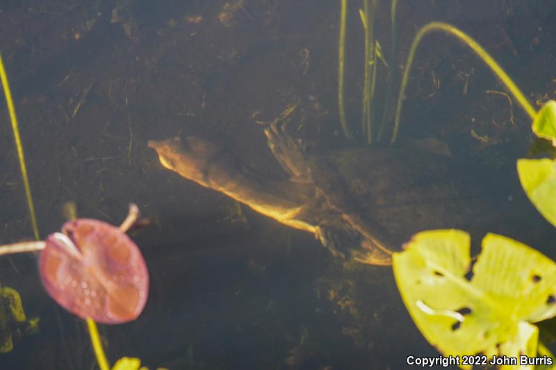 Florida Softshell (Apalone ferox)