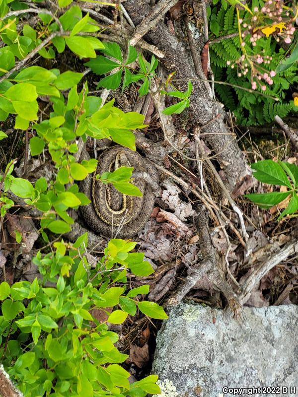 Eastern Gartersnake (Thamnophis sirtalis sirtalis)