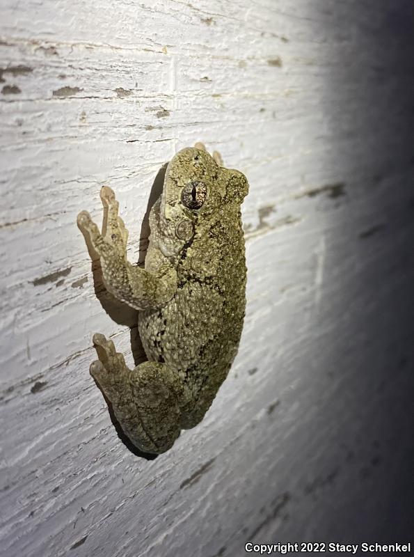 Cope's Gray Treefrog (Hyla chrysoscelis)