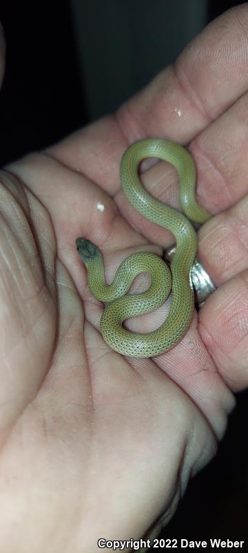 Western Groundsnake (Sonora semiannulata)