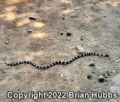 California Kingsnake (Lampropeltis getula californiae)