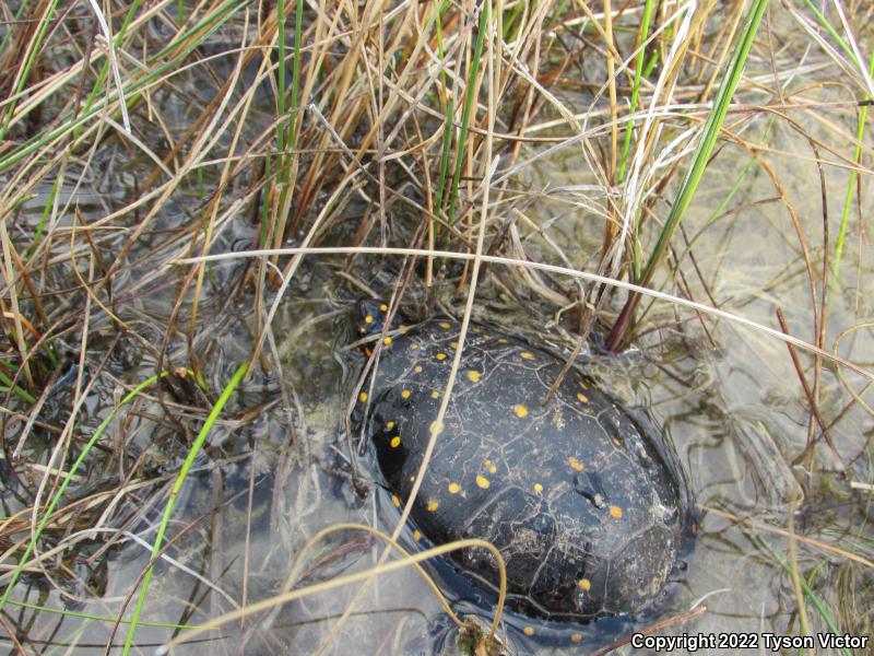 Spotted Turtle (Clemmys guttata)