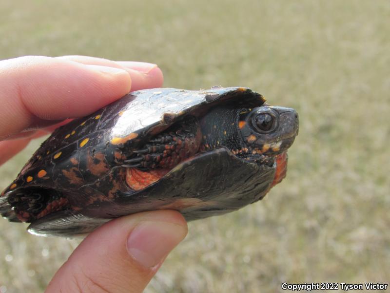 Spotted Turtle (Clemmys guttata)