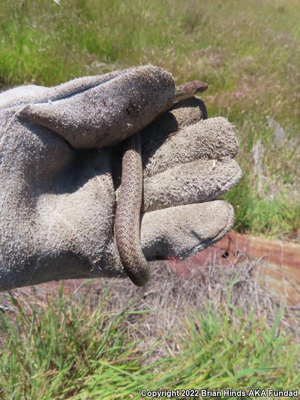 Pacific Gopher Snake (Pituophis catenifer catenifer)