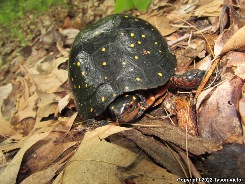 Spotted Turtle (Clemmys guttata)