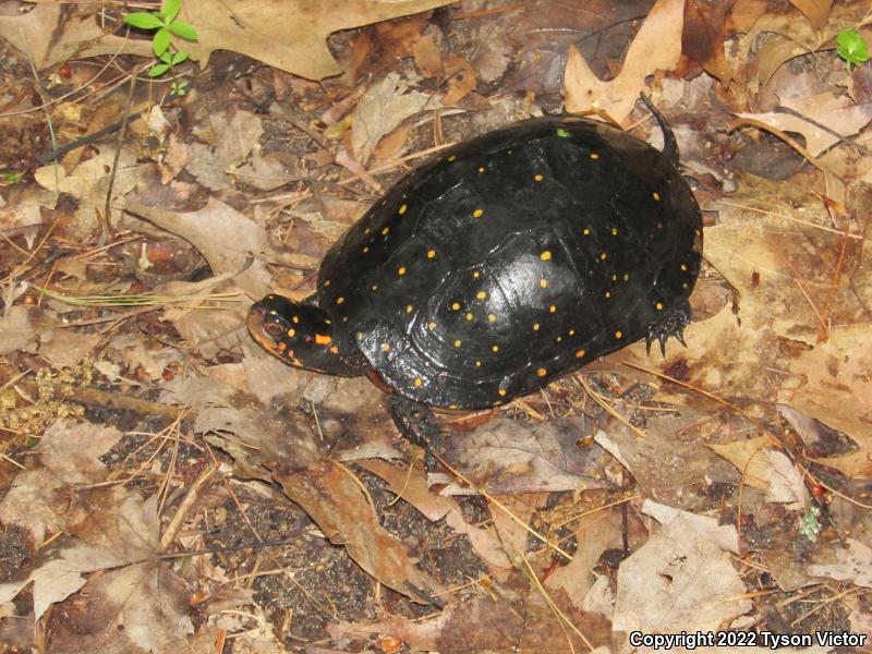 Spotted Turtle (Clemmys guttata)