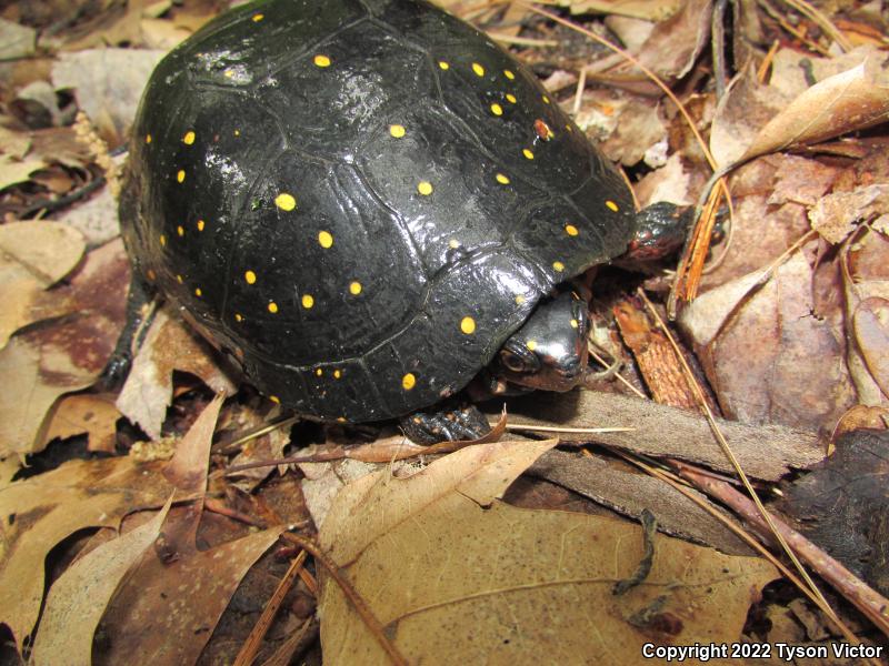 Spotted Turtle (Clemmys guttata)