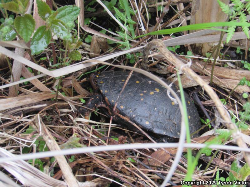 Spotted Turtle (Clemmys guttata)