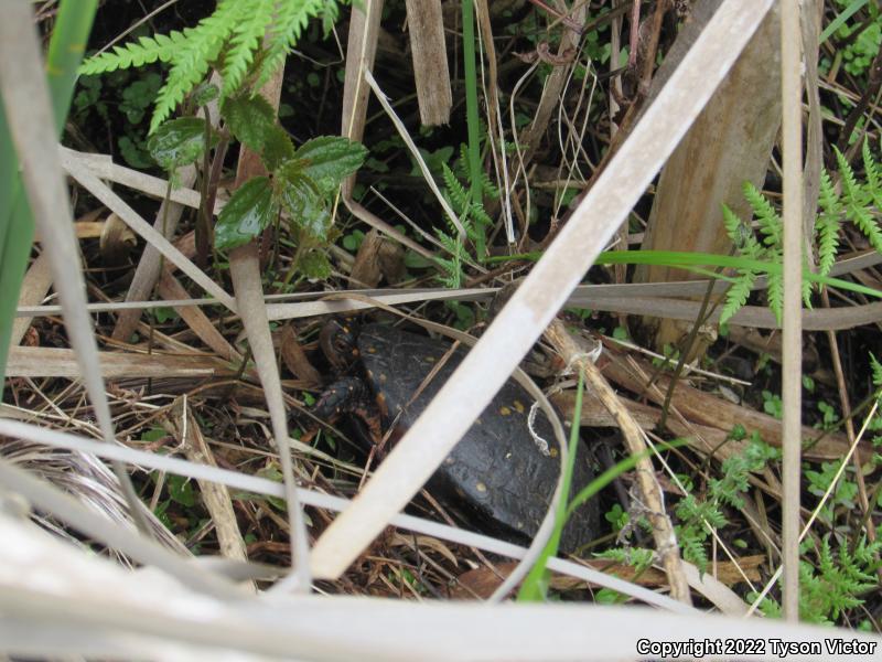 Spotted Turtle (Clemmys guttata)