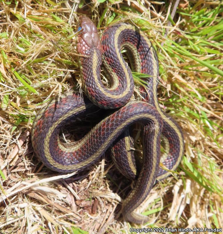 California Red-sided Gartersnake (Thamnophis sirtalis infernalis)