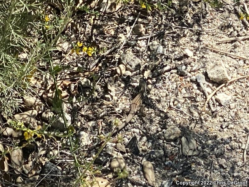 Coastal Whiptail (Aspidoscelis tigris stejnegeri)