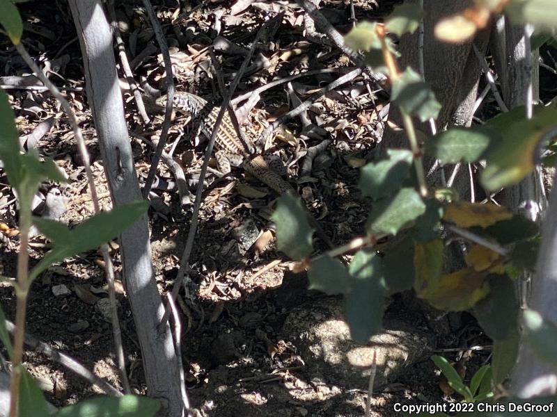 Coastal Whiptail (Aspidoscelis tigris stejnegeri)