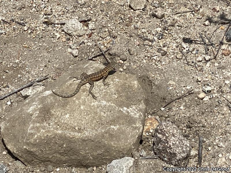 Western Side-blotched Lizard (Uta stansburiana elegans)