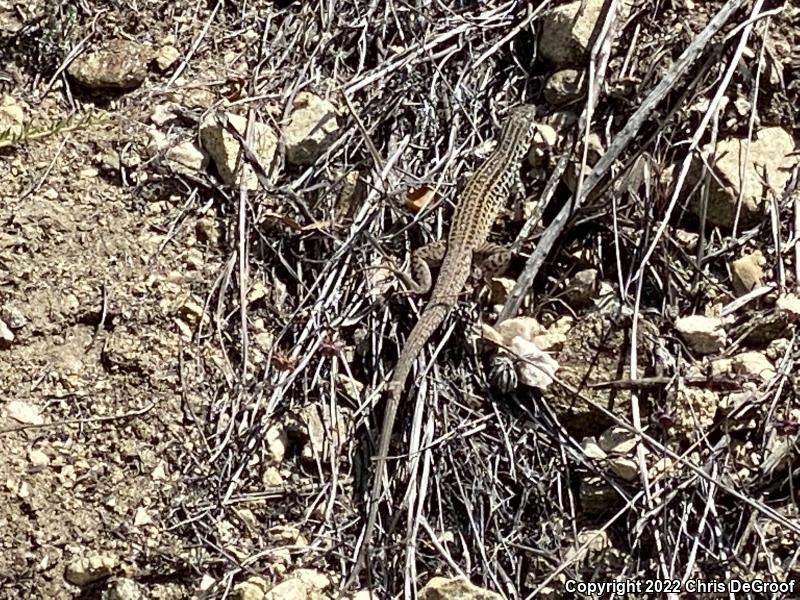 Coastal Whiptail (Aspidoscelis tigris stejnegeri)