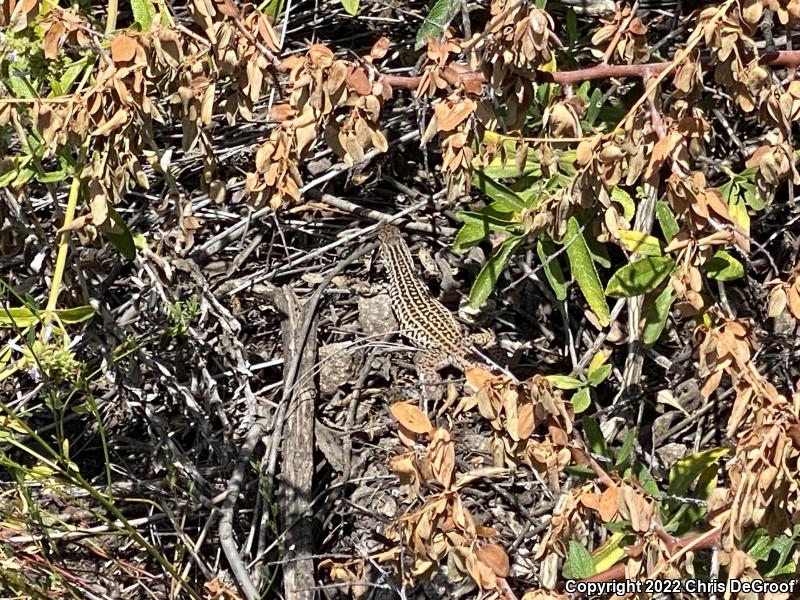 Coastal Whiptail (Aspidoscelis tigris stejnegeri)