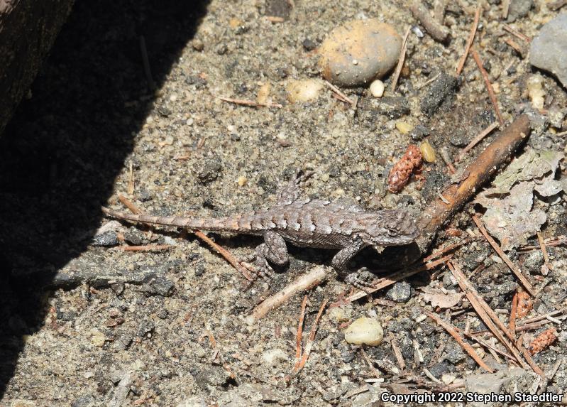 Eastern Fence Lizard (Sceloporus undulatus)