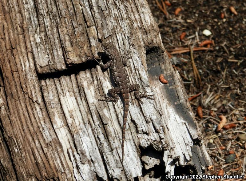 Eastern Fence Lizard (Sceloporus undulatus)