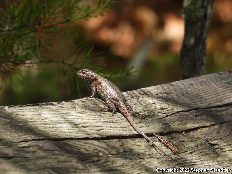 Eastern Fence Lizard (Sceloporus undulatus)