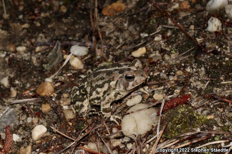 Fowler's Toad (Anaxyrus fowleri)