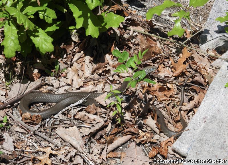 Northern  Black Racer (Coluber constrictor constrictor)