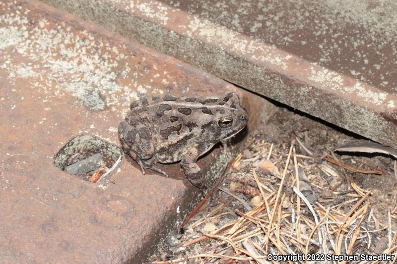 Fowler's Toad (Anaxyrus fowleri)