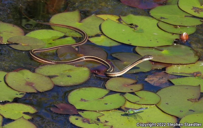 Eastern Ribbonsnake (Thamnophis sauritus)