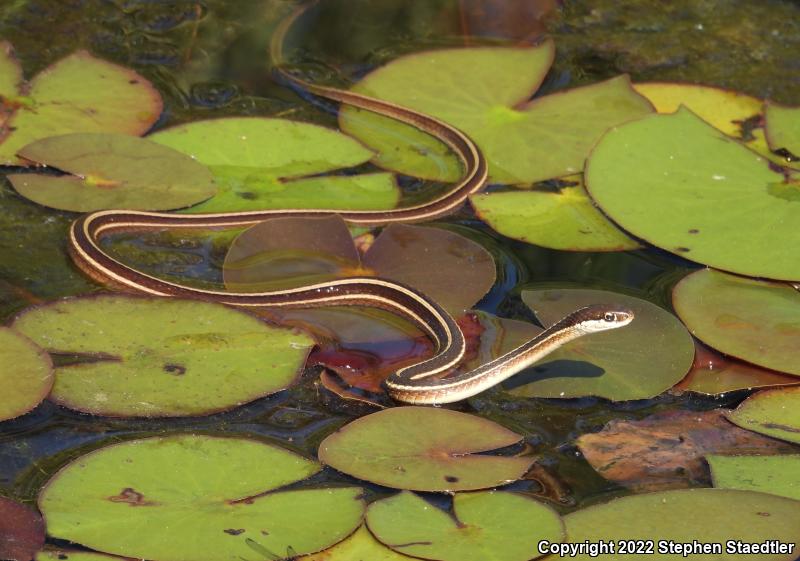 Eastern Ribbonsnake (Thamnophis sauritus)