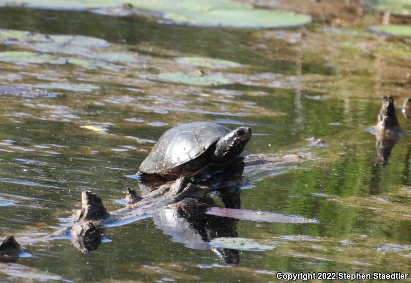 Spotted Turtle (Clemmys guttata)