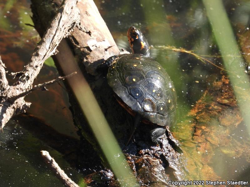 Spotted Turtle (Clemmys guttata)