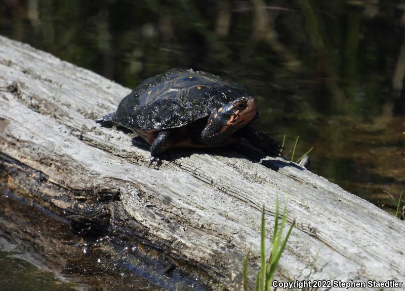 Spotted Turtle (Clemmys guttata)