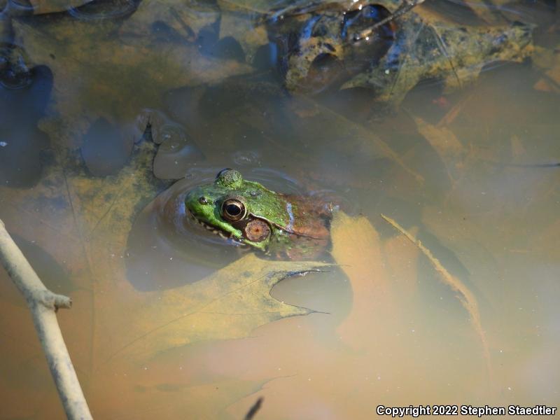 Northern Green Frog (Lithobates clamitans melanota)