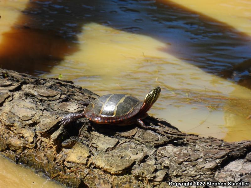 Eastern Painted Turtle (Chrysemys picta picta)