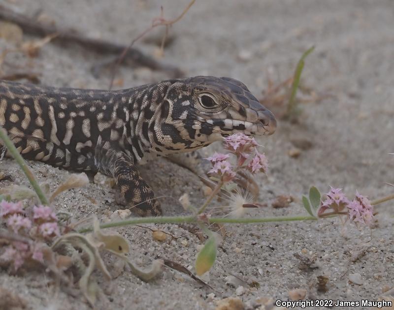 California Whiptail (Aspidoscelis tigris munda)