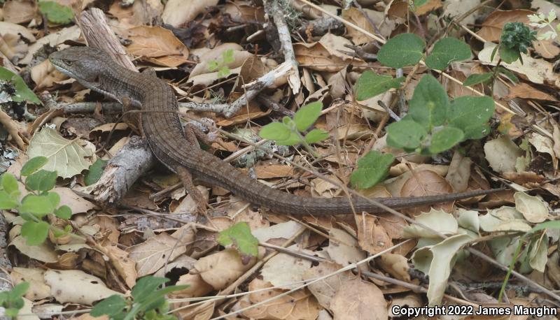 California Alligator Lizard (Elgaria multicarinata multicarinata)