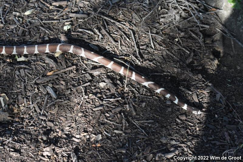 California Kingsnake (Lampropeltis getula californiae)