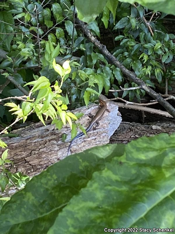 Five-lined Skink (Plestiodon fasciatus)